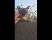 Girl scratches pet gray cat on wall