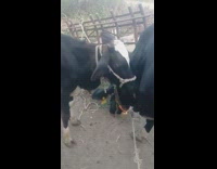 Cow licks grooms other cow rope fence  