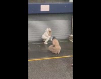 Woman white jacket metal gate snow dog