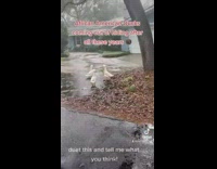 Collab ClipsIG - Group of white ducks in circle around pond 