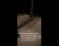 Collab BitchMP - Compilation of raccoon coming to house for food everyday