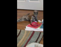 Collab BitchMP - Cat with cerebellar hypoplasia trying to eat out of red bowl 