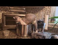 Cat eats rice almost inside the pot