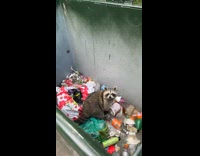 Raccoon trapped inside dumpster look at camera