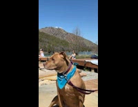 Collab IITW - Woman in Blue Bikini Poses Behind Brown Dog 