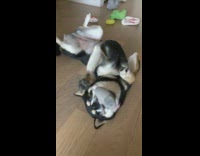 black dog laying down biting on toy boomerang 