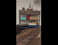 Dog Outgrows his Favorite Place to Hang Out