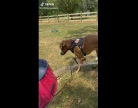 Dog enjoying water in blue pool runs from hose