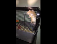 Hamster climb on cage wall fell down