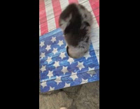 Puppy blue bag american flag corn hole 