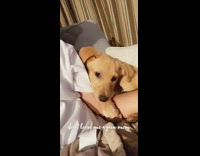 Labrador puppy dog holds white shirt arm 