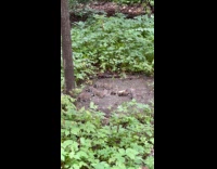 Squirrel hang on birdfeeder with rats below