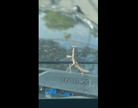 Brown mantis dances on black car 