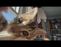 Kitten plays with camera 
