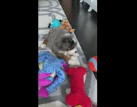 Grey brown white puppy surrounded by toys 