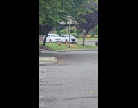 Baby deer gets zoomies runs around neighborhood