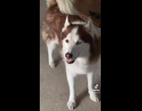 Collab BitchMP - Dog opening and closing mouth to drum