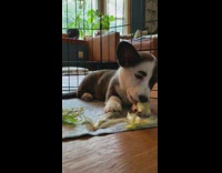 Collab DailyDoseOfInternet - Corgi puppy eat lettuce inside cage asmr