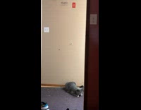 Cat on rug suddenly do a backflip