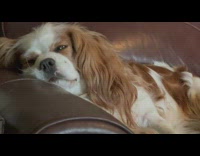 Brown white dog sleep snore eyes open