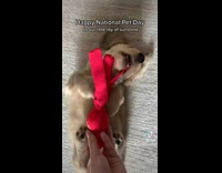 Clips of dog with couple national pet day