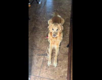 Dog stares with attitude at the filmer