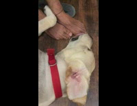 Dog lays down and licks persons feet