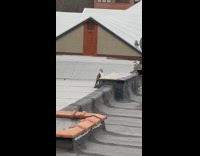 Falcon on rooftop fly away with pigeon