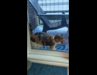Cat back and forth beside glass door