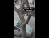Skunk climbs down tree with bagel 