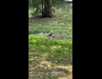 Hawk on grass fly away with rat