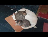 Two cat cuddle and sleep on white dog