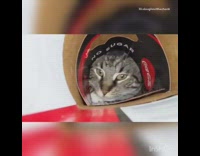 Cat looks through cardboard tube eats treats