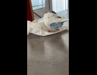 Budgie birds pecking on paper 