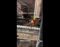 Man passes by flock of chickens