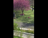 Two women pink shirt dance park flower trees part 1