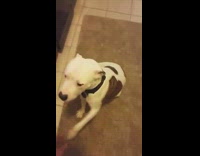 Man trains dog shows what girls do