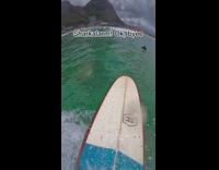 Man Surfs Back to Shore after Shark Alarm Goes Off