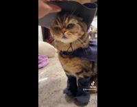 Cat wears puss in boots like costume