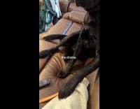 Dog touched by filmer but pushed down