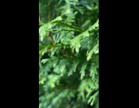 Spider bounce fast upside down below leaves