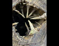 Tree stump with a deep hole and spikes inside