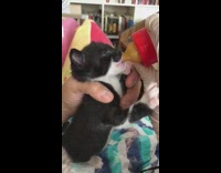 Black white kitten drinks red bottle glove