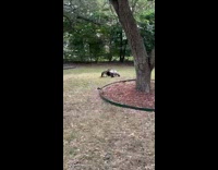 Guy approach two ducks fighting at yard