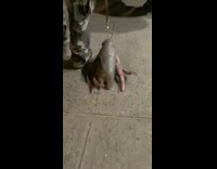 Guy drags fake cockroach bug on leash 