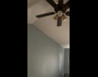 Dog on couch stares at ceiling fan