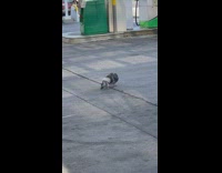 2 pigeons kiss at gas station 