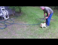 Small brown white dog goes crazy for water sprinklers 