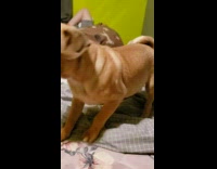 Pug puppy dog howls in bed girl