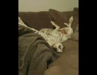 Woman looks up and finds dog sleeping on back with legs and eyes open